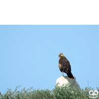 گونه سنقر سفید Pallid Harrier